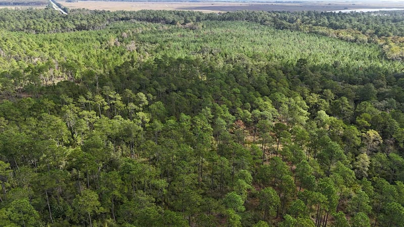 The Lowcountry Land Trust announced the addition of 254 acres to the already conserved...