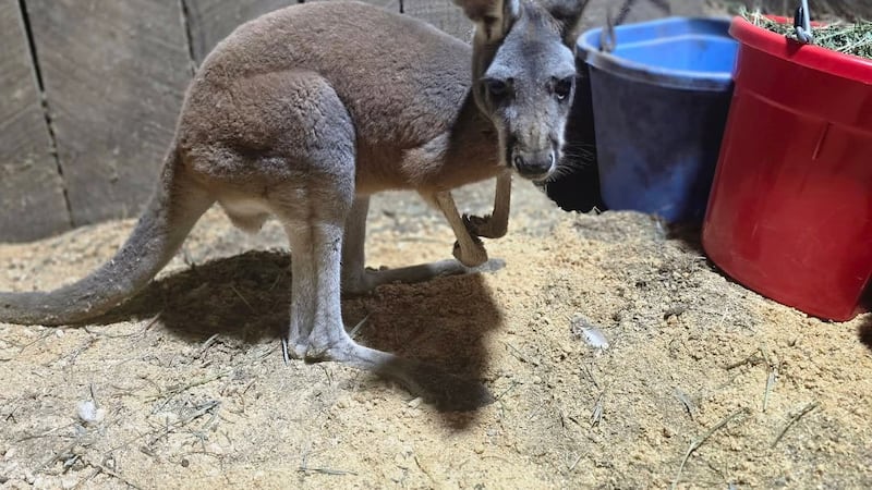 A pet kangaroo has been reported missing in Middle Tennessee, according to its family.