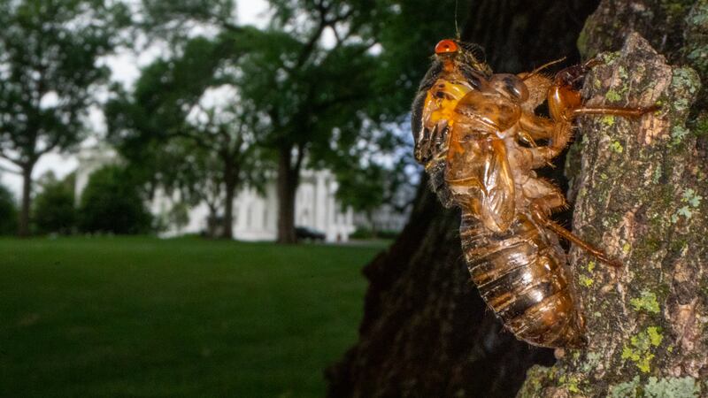 apocalipsis de cigarras en estados unidos