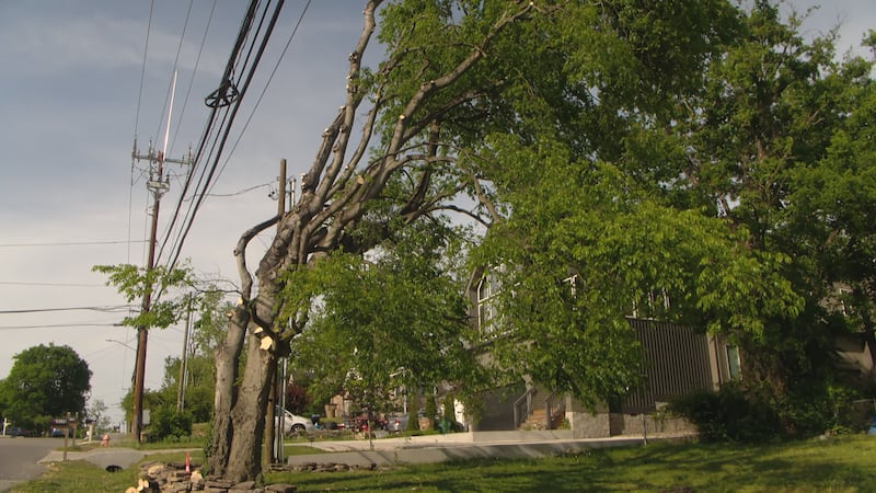 Nashville Electric Service is increasing their tree trimming efforts between now and July to...