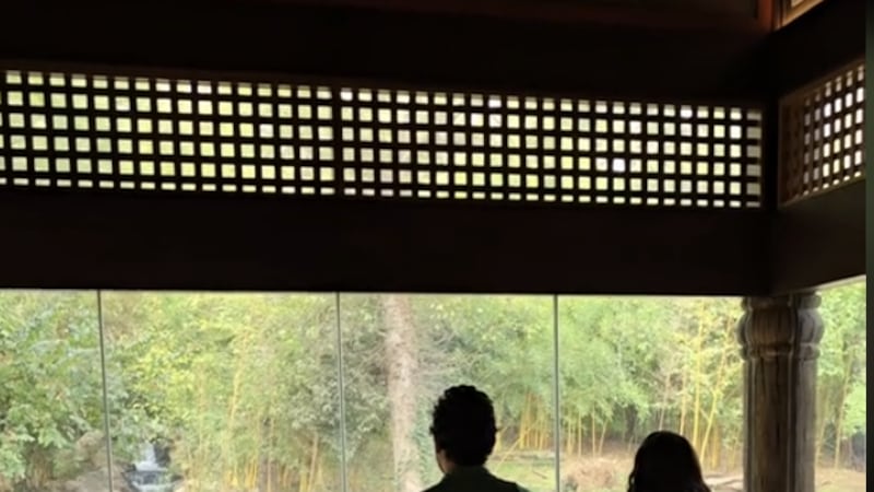 Tigres del Zoológico de Nashville ayudan con revelación de sexo de un bebé