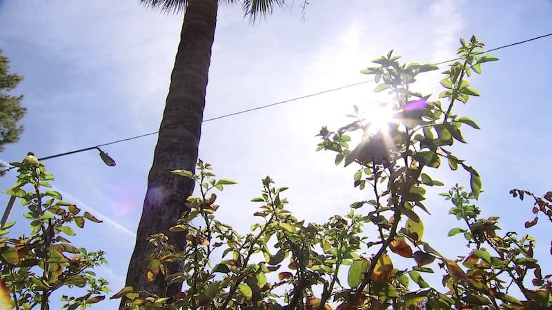The extreme heat stretch we are going through can be dangerous not only for people and pets,...