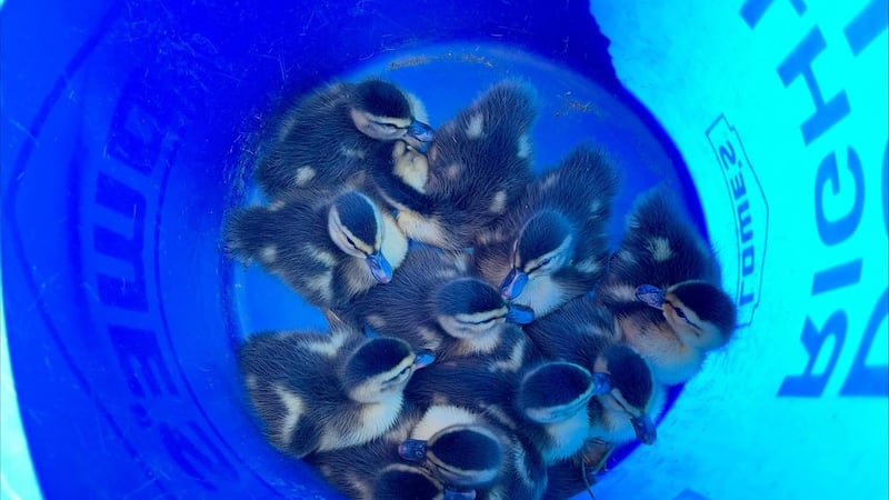 11 ducklings were rescued from storm drains after their mother was struck by a vehicle in...