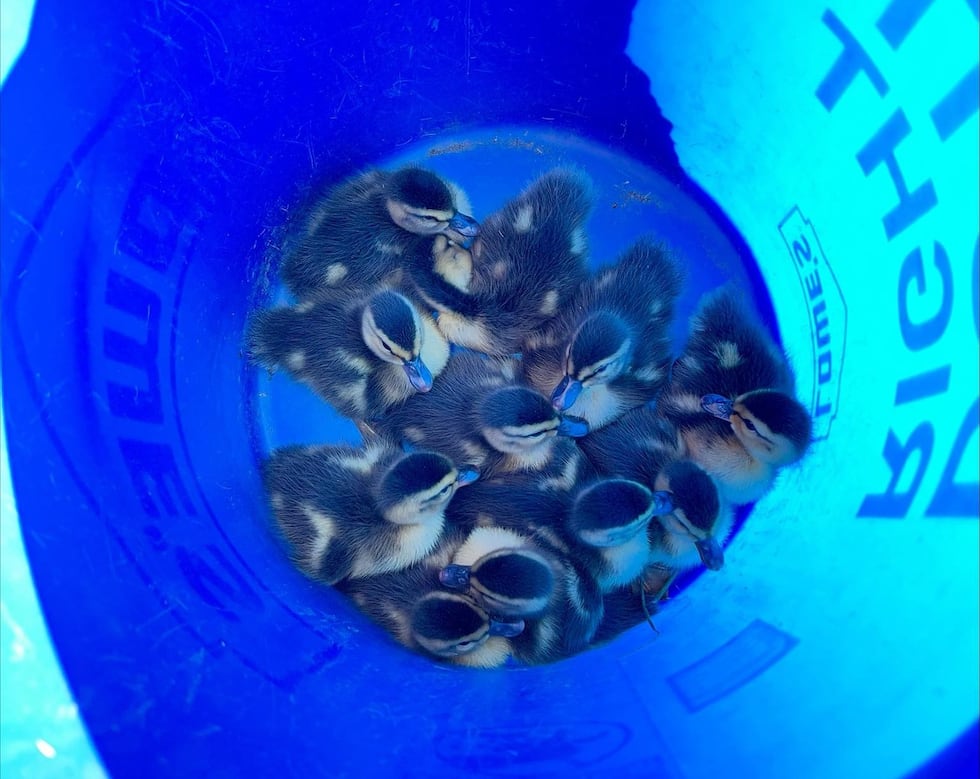 11 ducklings were rescued from storm drains after their mother was struck by a vehicle in...