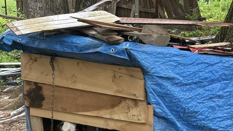 More than a dozen dogs and puppies were rescued from a “crisis” situation in West Tennessee...