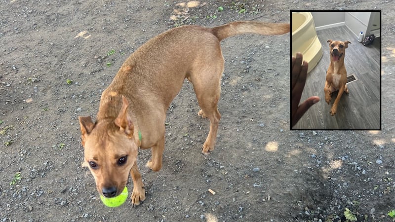 ‘Help bring Nala home’: Dog of woman killed in crash with stolen truck missing after fleeing...
