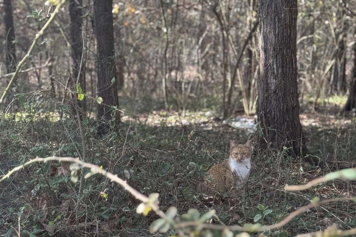 preloaded gallery image