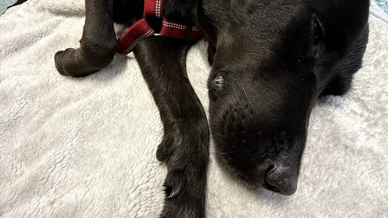 En esta fotografía difundida por Christina Bluhme se puede ver a Tokyo, un labrador retriever...