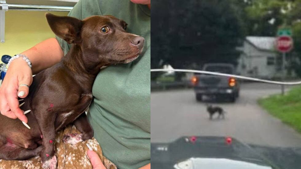 Middle TN dog found injured after allegedly being tied, dragged behind truck, animal services say