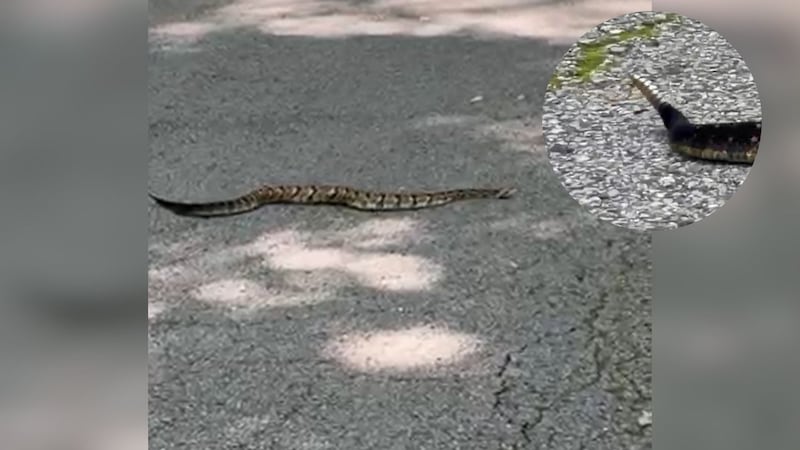 Tennessee’s ‘most dangerous’ venomous snake spotted at Percy Warner Park