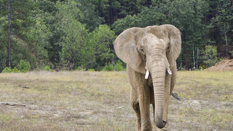 Muere Donna, la elefante del Santuario en Tennessee