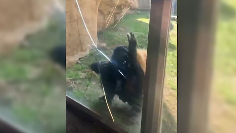 El vídeo muestra al simio rompiendo el cristal.