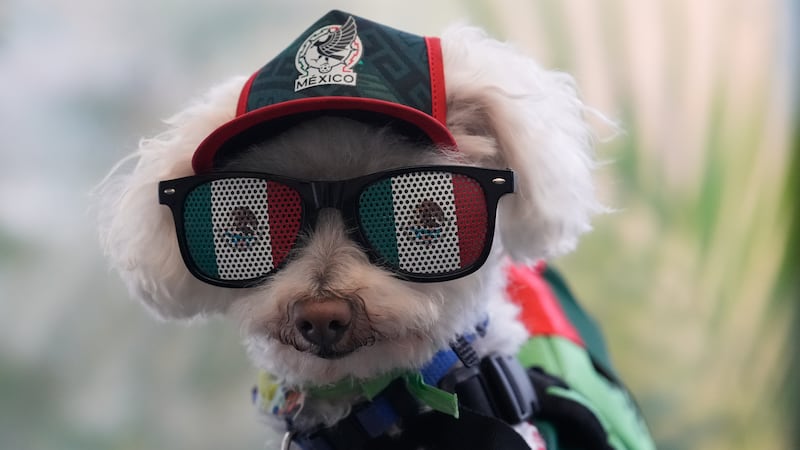 El perro "Osito" luce los colores de la selección de México en el Mundial, el jueves 18 de...