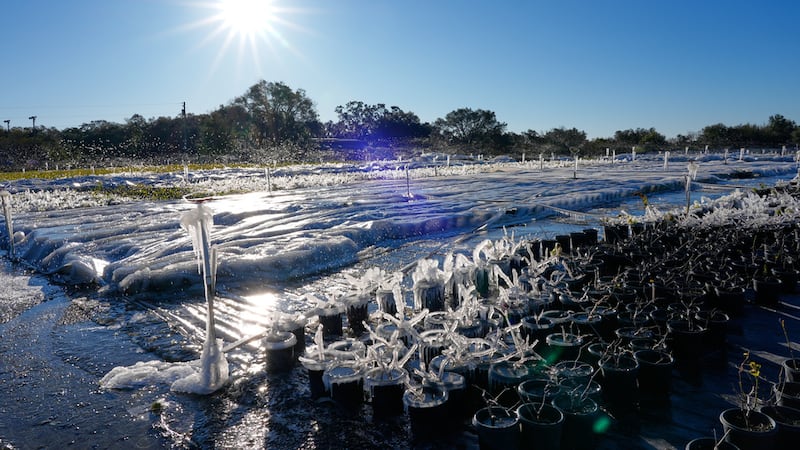 Apersores rocían agua sobre plantas sensibles a la escarcha en temperaturas bajo cero,...