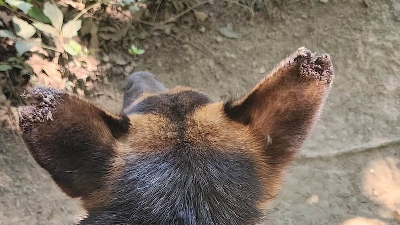 Dozens of neglected animals were seized from a property in Hickman County this week, per a...