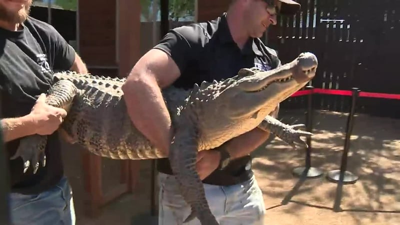 El Caimán fue recuperado y devuelto a Animal World y Snake Farm.