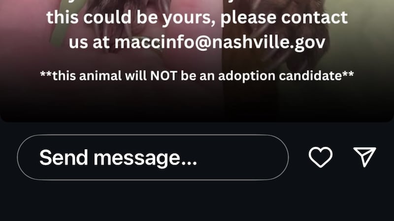 A South American animal known as a kinkajou has been found in Nashville.