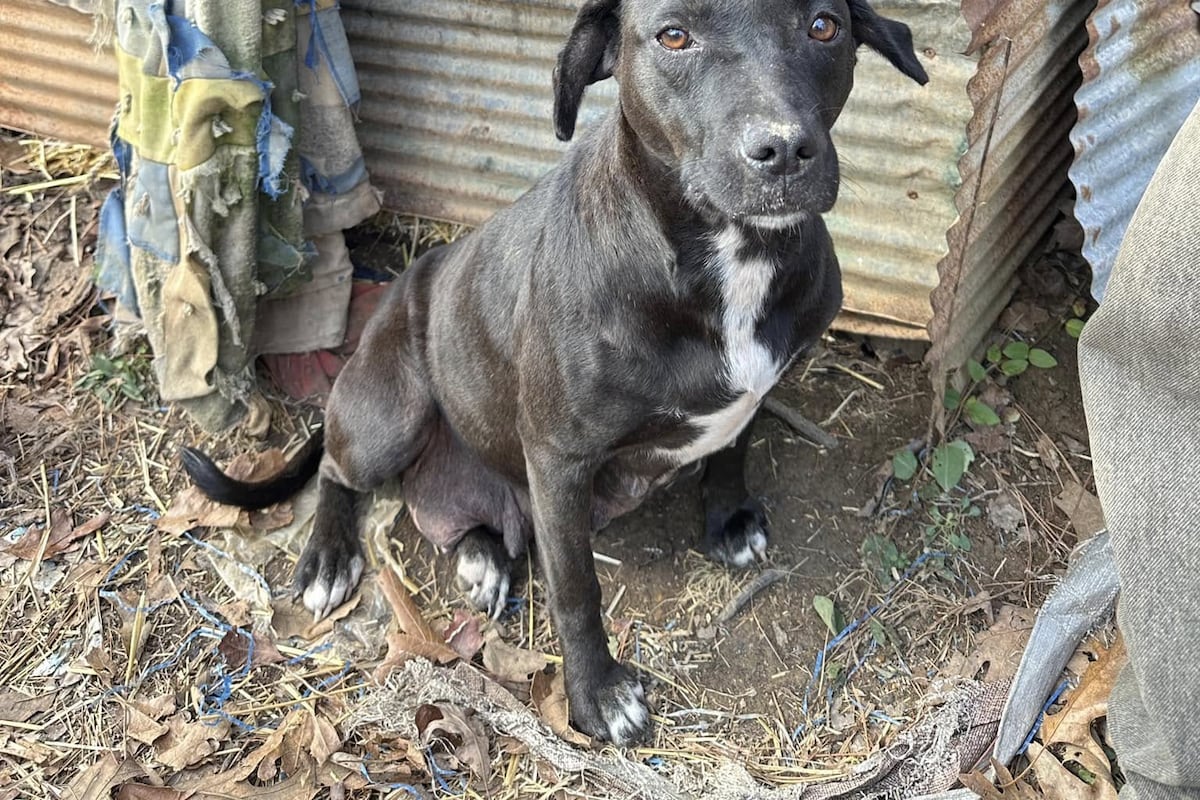 preloaded gallery image