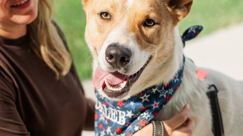 Caleb the dog has been at MACC for nearly a year.