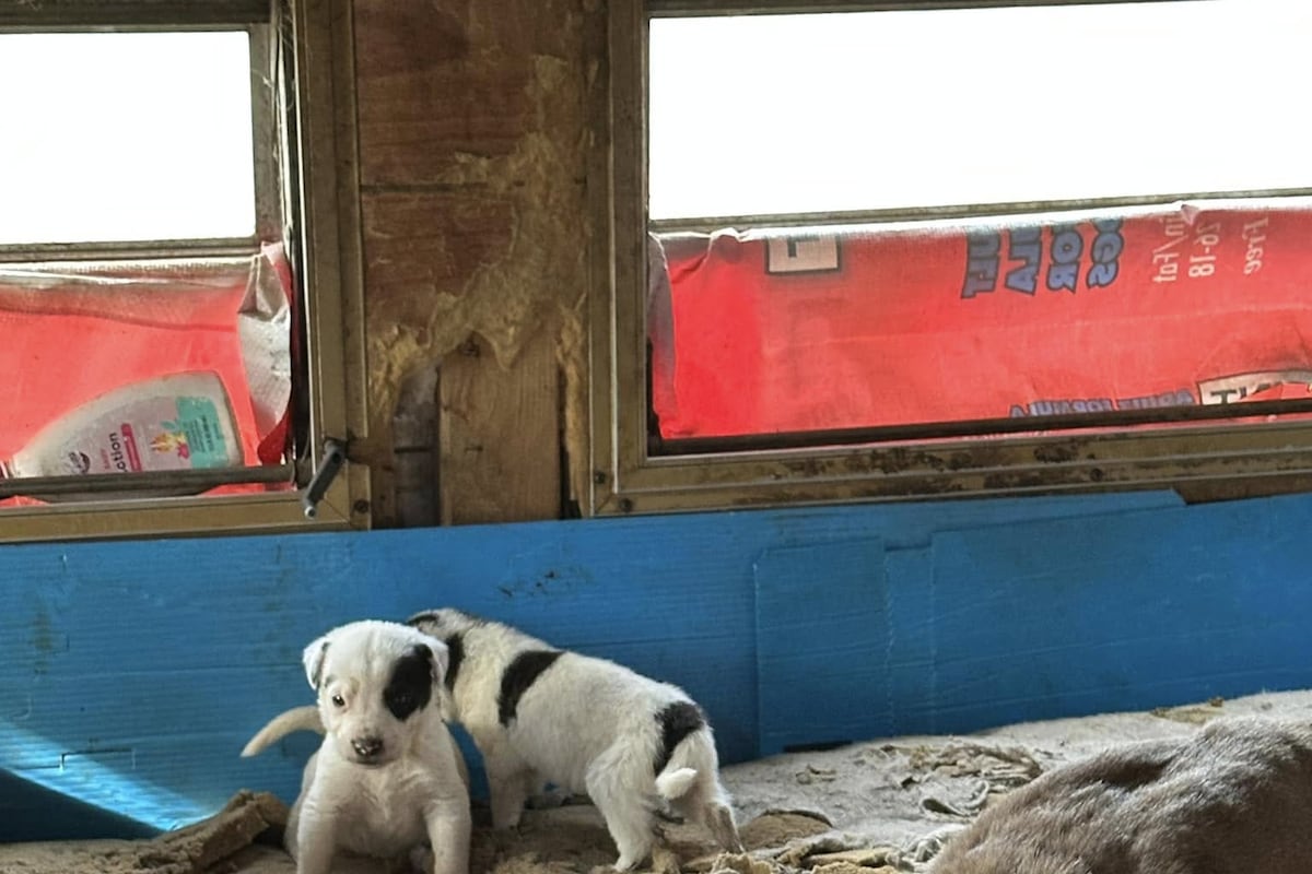 preloaded gallery image