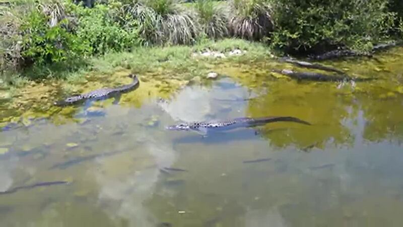 Florida propone centro de detención de ICE en un pantano rodeado de caimanes y pitones