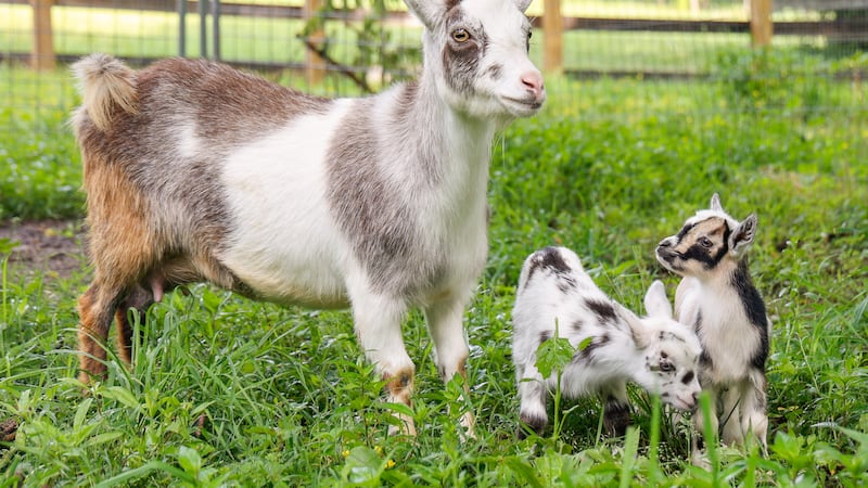 The Nashville Zoo will have goat kids out as part of its Farm Day on Saturday.