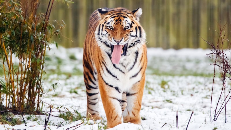 FILE - In this Oct. 2, 2021, file photo, a Siberian tiger enjoys the snow in an enclosure at...