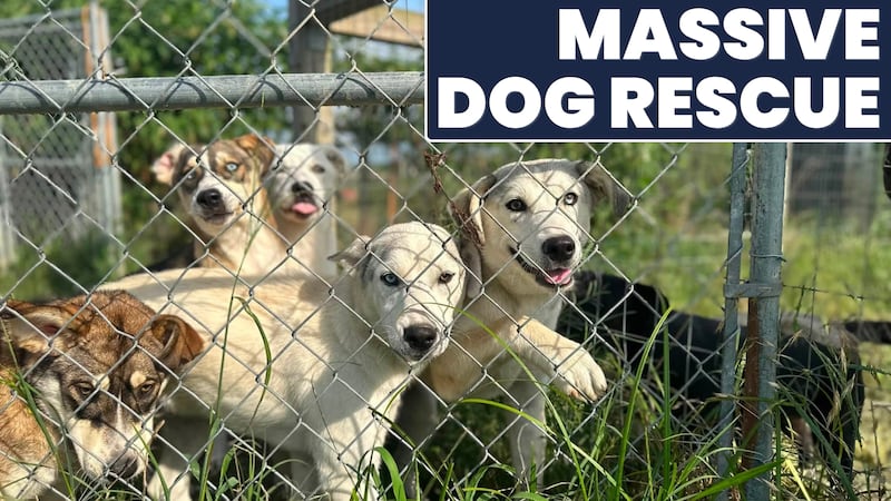 Dozens of dogs brought to Midstate after being rescued from overcrowded Arkansas shelter