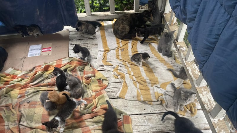 62 kittens, all under five weeks old. Nearly all of them are sick, struggling with severe...