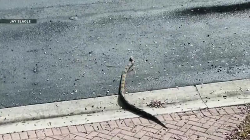 Susto de 7 pies de largo. Se topa con enorme serpiente boa constrictora en la puerta de su...