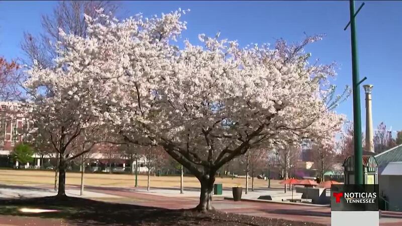 Nombran a Memphis como la capital de las alergias