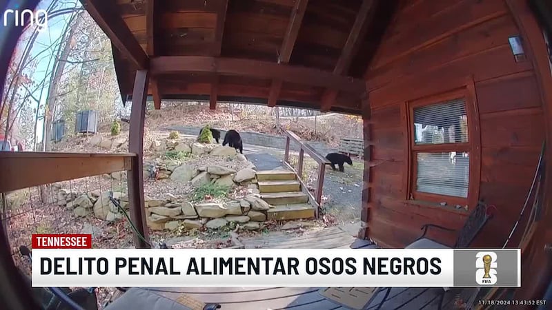 Nueva ley multará a quien alimente a los osos negros en Tennessee