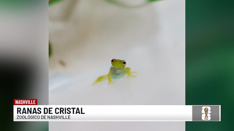 Nuevos inquilinos en el Zoológico de Nashville, nacen las ranas de cristal