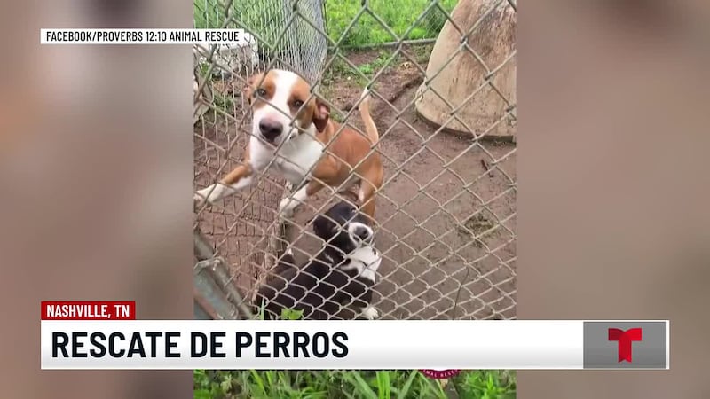 Otro rescate de perros en condiciones de abandono, se mantiene la crisis en refugios de animales