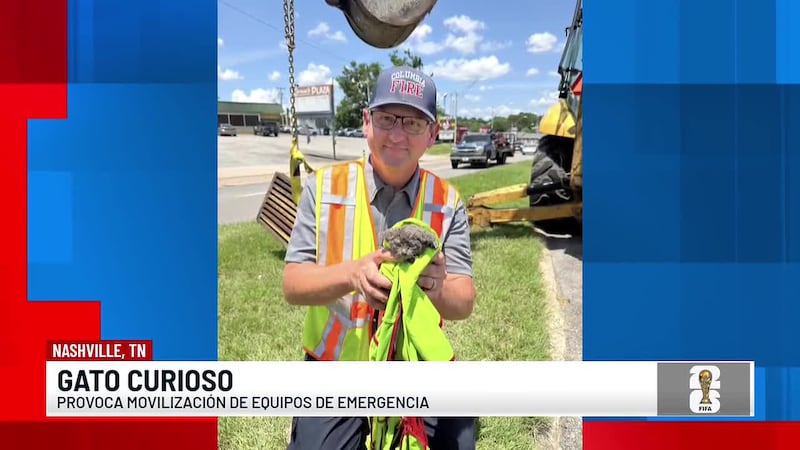 Gato curioso provoca movilización de equipos de emergencia