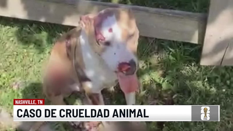 Noticias TelemAutoridades investigan un caso de crueldad animal. ¿Qué opina nuestra comunidad...