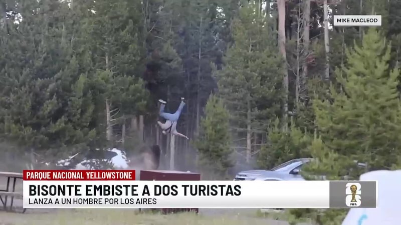 Bisonte lanza por los aires a un turista que le tomaba fotografías