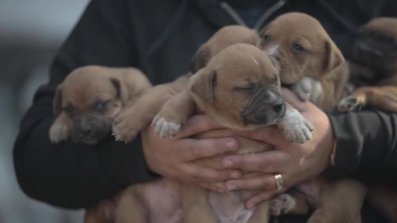 Rescatan 40 perros y 5 gatitos en una casa en Missouri y los trasladan a Tennessee